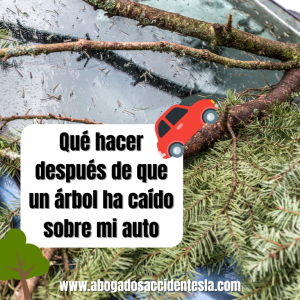 qué-hacer-después-árbol-caído-auto