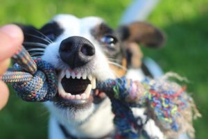 LESION POR MORDEDURA DE PERRO CALIFORNIA