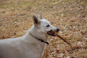 SEGURO PARA CUBRIR MORDEDURA DE PERRO