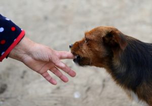 mordedura de perro a nilño