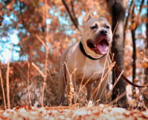 Perro con cadena